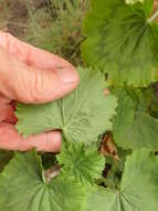 Image of horseshoe geranium