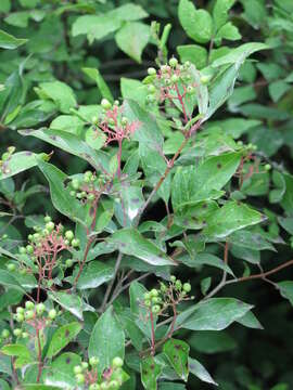 Image of Gray Dogwood