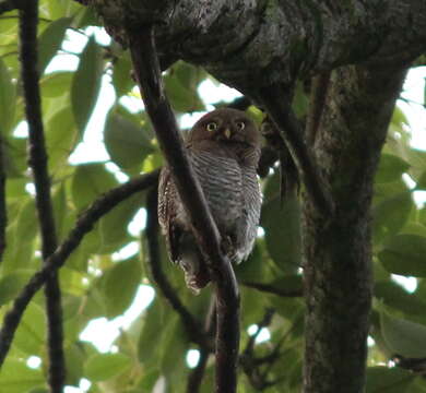 Image of Jungle Owlet