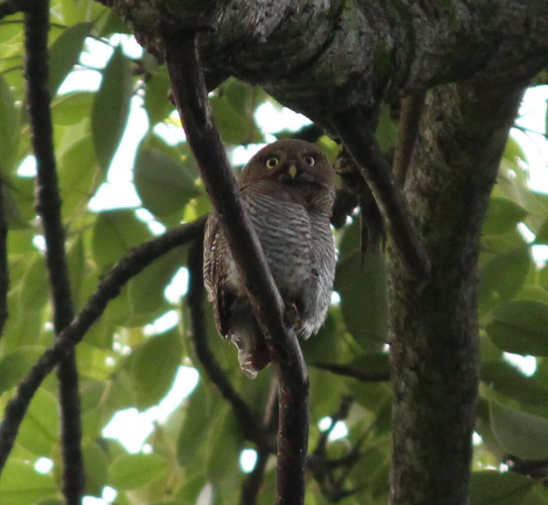 Imagem de Glaucidium radiatum (Tickell 1833)