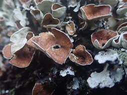 Imagem de Parmotrema reparatum (Stirt.) O. Blanco, A. Crespo, Divakar, Elix & Lumbsch