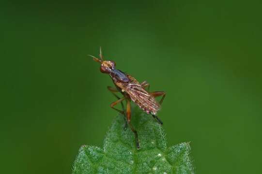 Image of Dichetophora obliterata (Fabricius 1805)