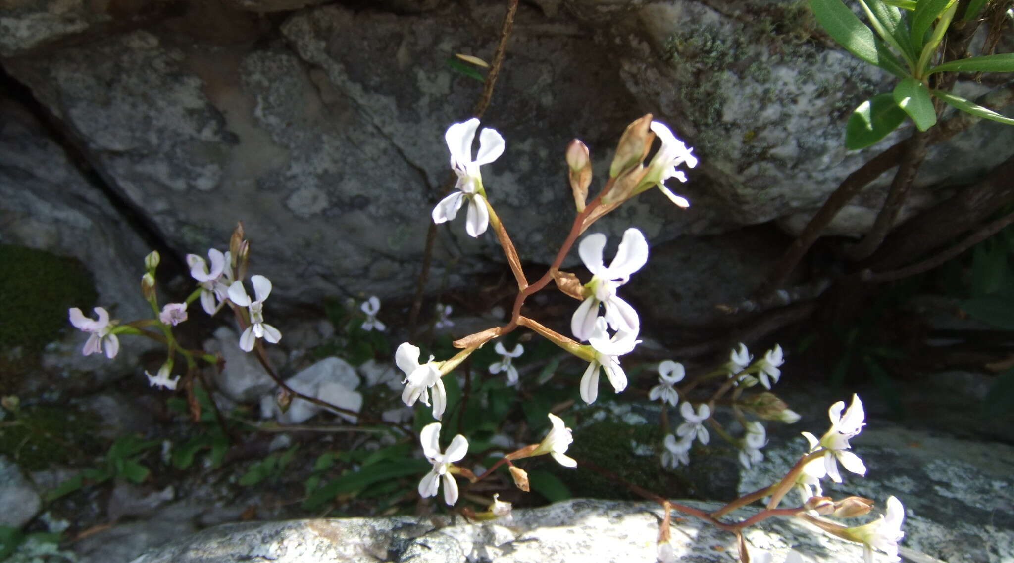 Disa sagittalis (L. fil.) Sw.的圖片