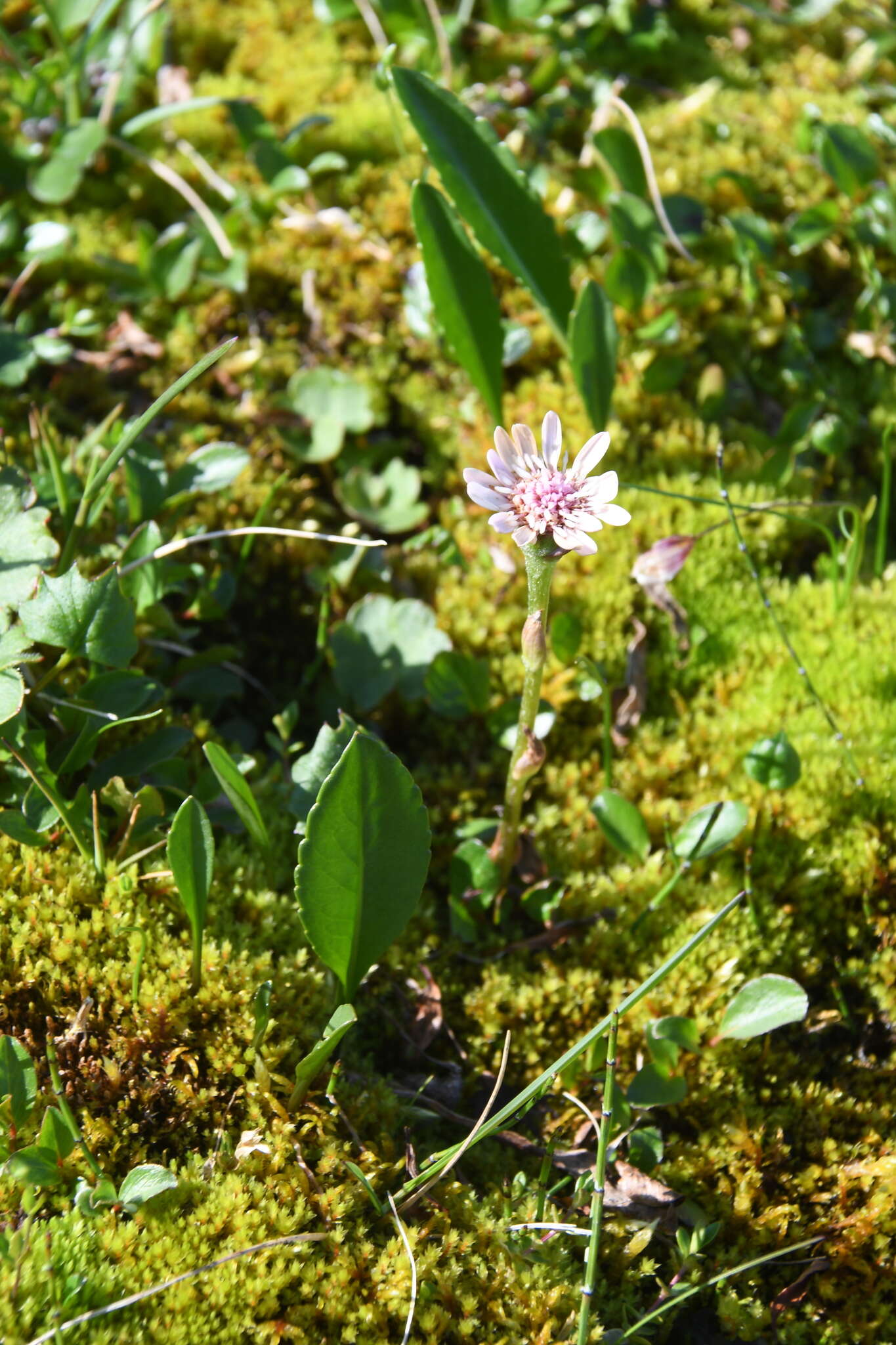 Plancia ëd Endocellion glaciale (Ledeb.) Kuprian.