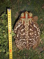 Image of Cururu Toad