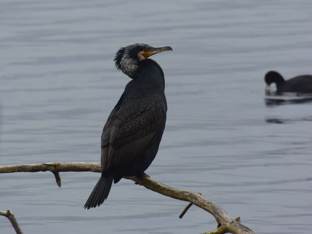 Image of Black Shag