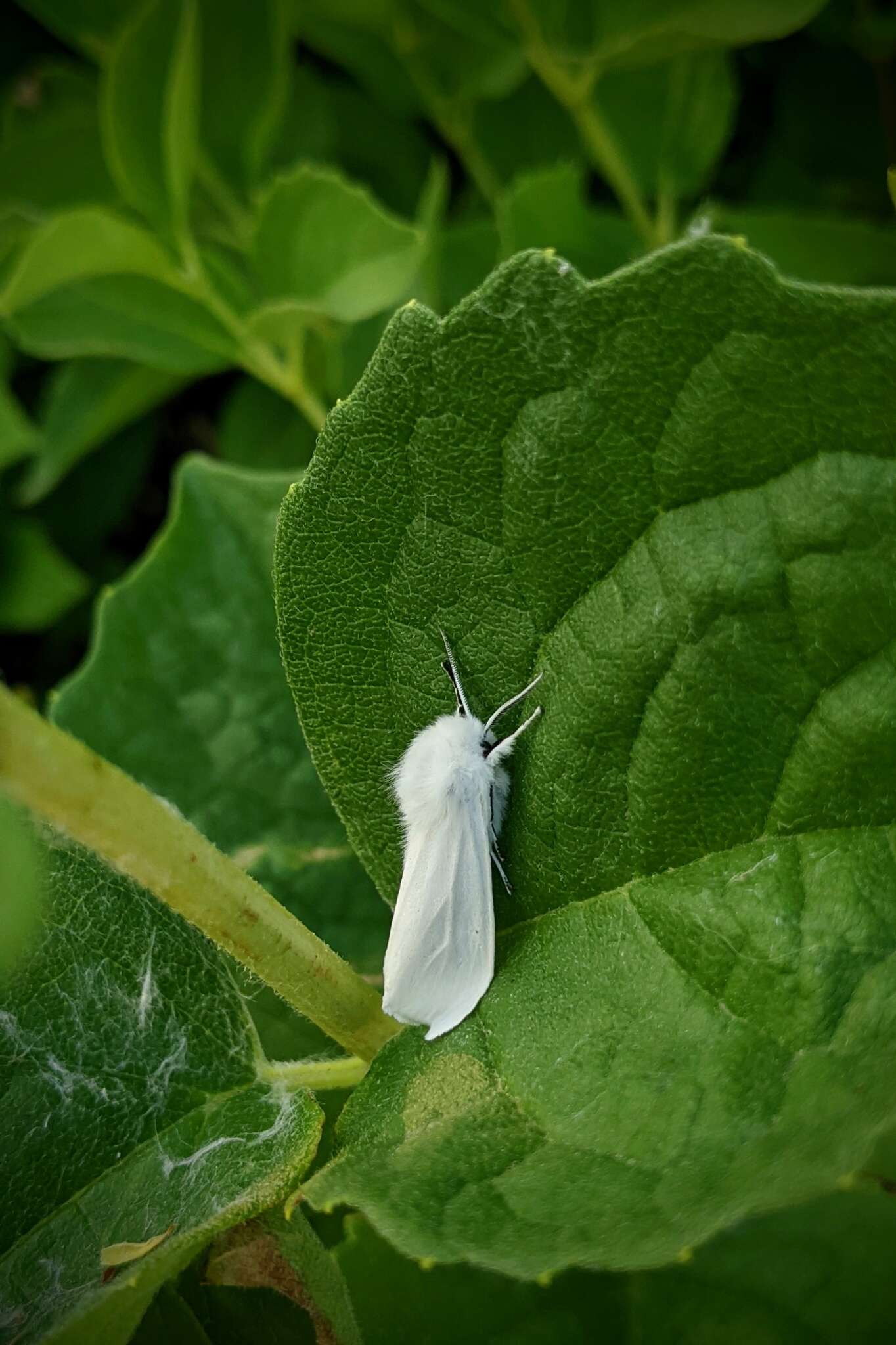 Image de écaille de lortie