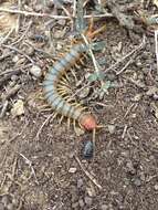 Image of Common Desert Centipede