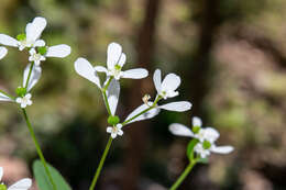 Image of Euphorbia ariensis Kunth