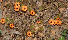 Image of Drosera hyperostigma N. Marchant & Lowrie