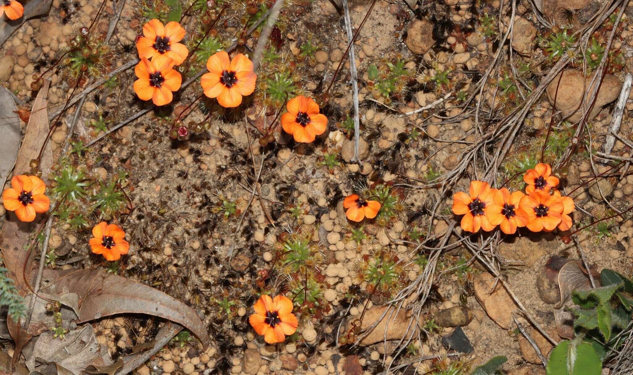 Image of Drosera hyperostigma N. Marchant & Lowrie