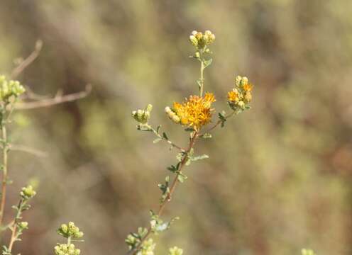 Image of alkali goldenbush