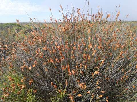 Image of Willdenowia glomerata (Thunb.) H. P. Linder