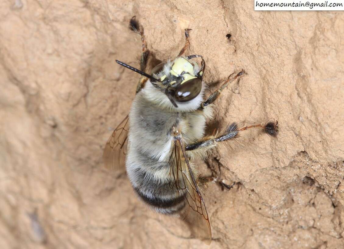 Слика од Anthophora patruelis Cockerell 1931