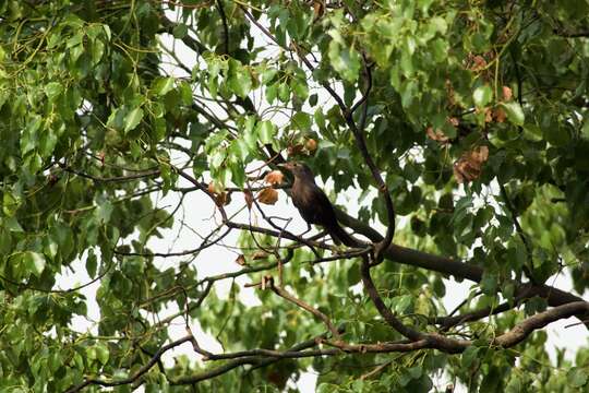 Image of Chinese Blackbird