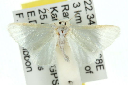 Image of <i>Leucesthes alba</i> Swinhoe 1902