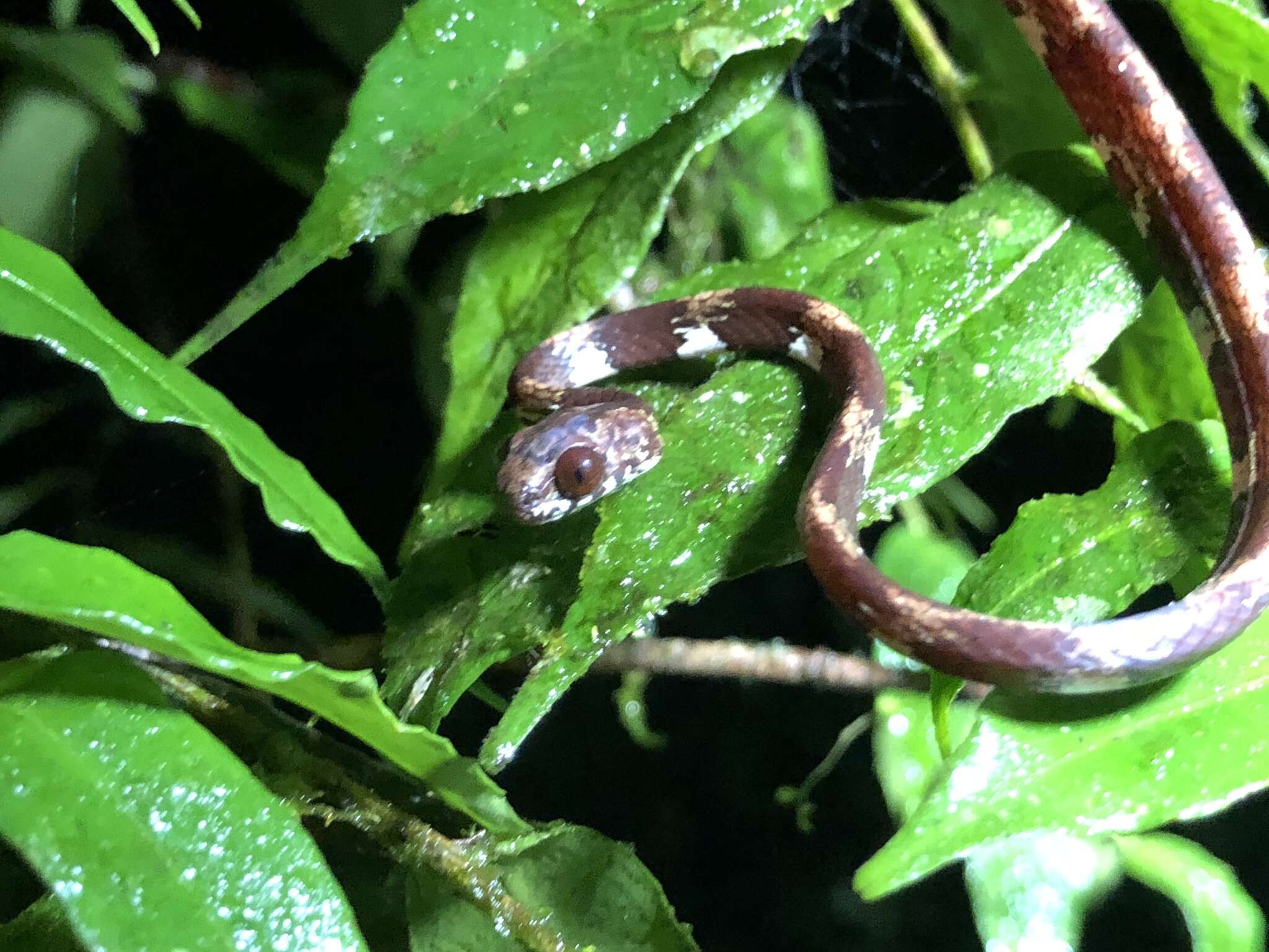 Image of Ringed Snail Sucker