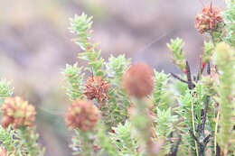 Image of Richea sprengelioides (R. Br.) F. Muell.