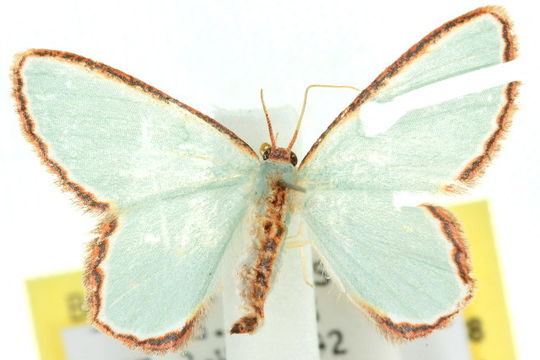 Image of <i>Pyrrhorachis pyrrhogona</i> Walker 1866