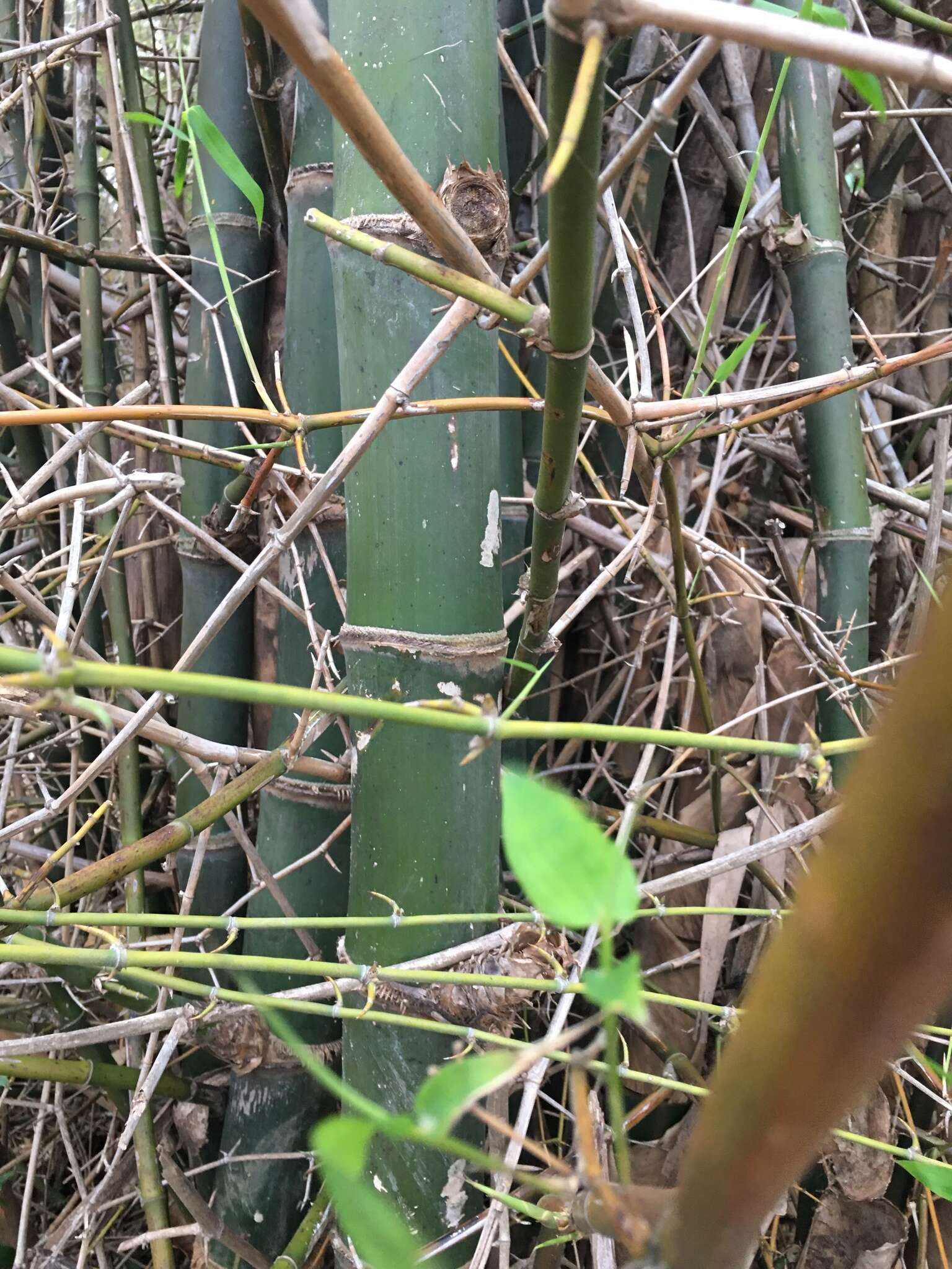 Image of Bambusa spinosa Roxb.