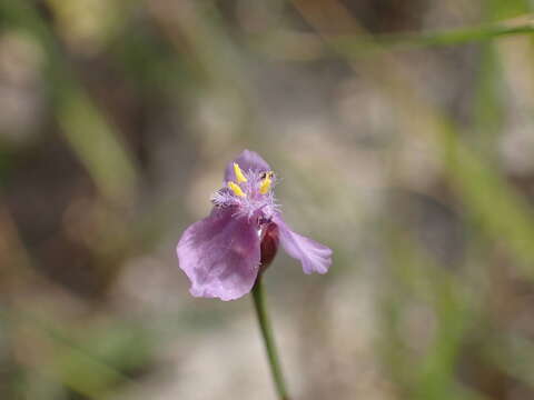 Sivun Xyris filiformis Lam. kuva