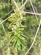 Image of Myoporum brevipes Benth.