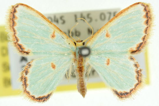 Image of <i>Pyrrhorachis</i>