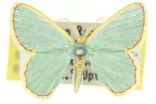 Image of <i>Pyrrhorachis</i>