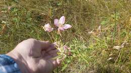 Plancia ëd Oenothera nuttallii Torr. & Gray