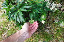 Image of Green Hellebore