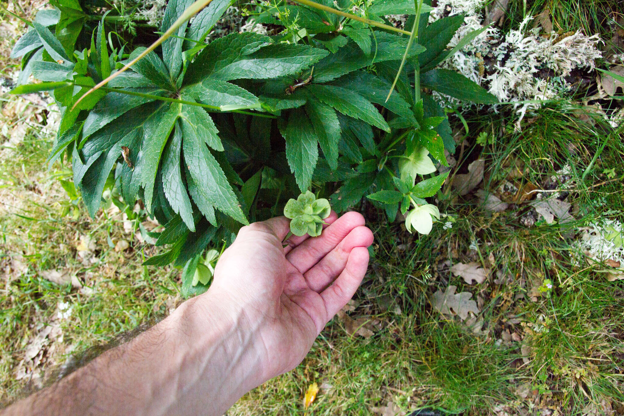 Image of Green Hellebore