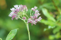 Слика од Asclepias rubra L.