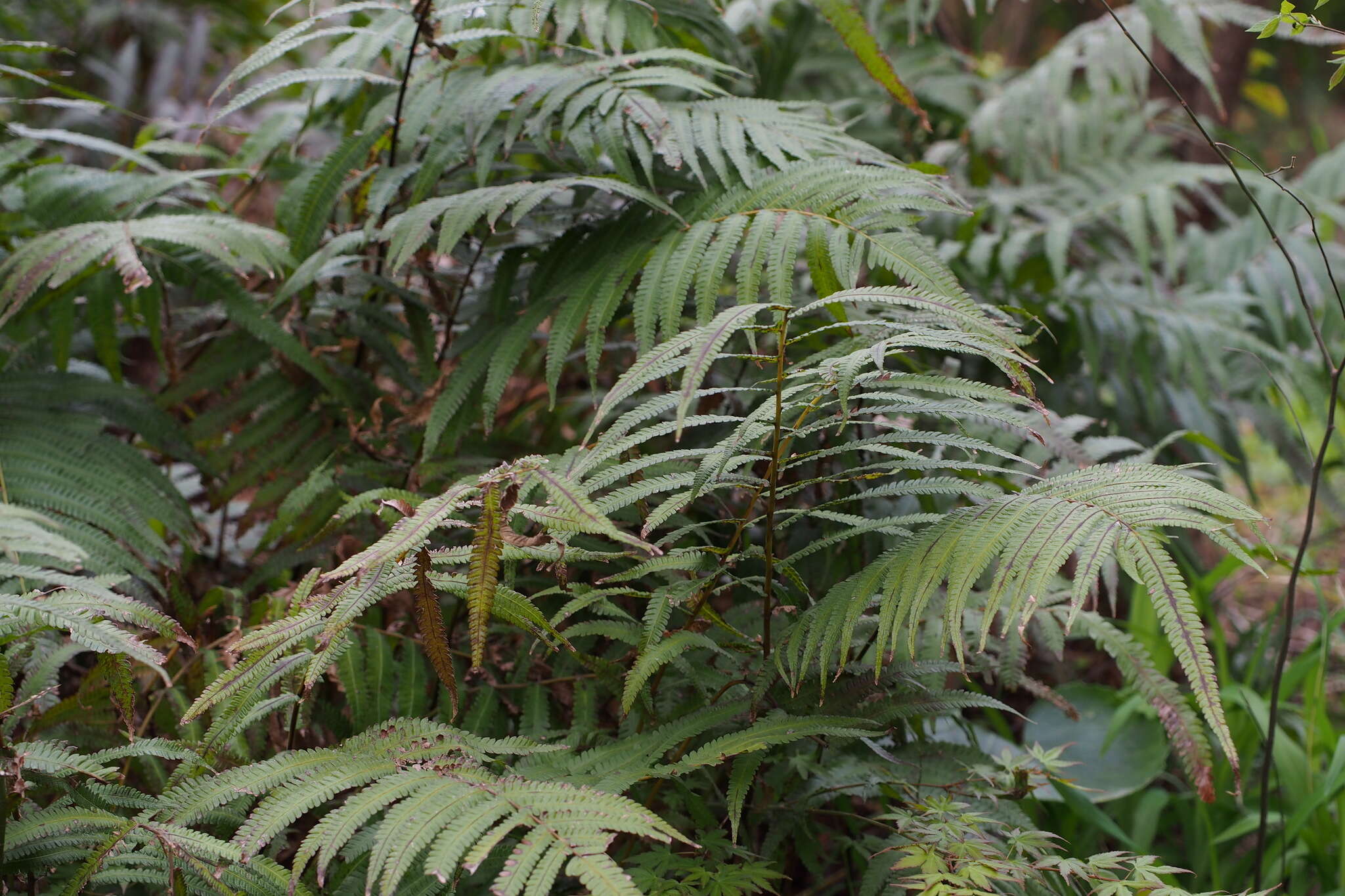 Plancia ëd Christella acuminata (Houtt.) Holtt.