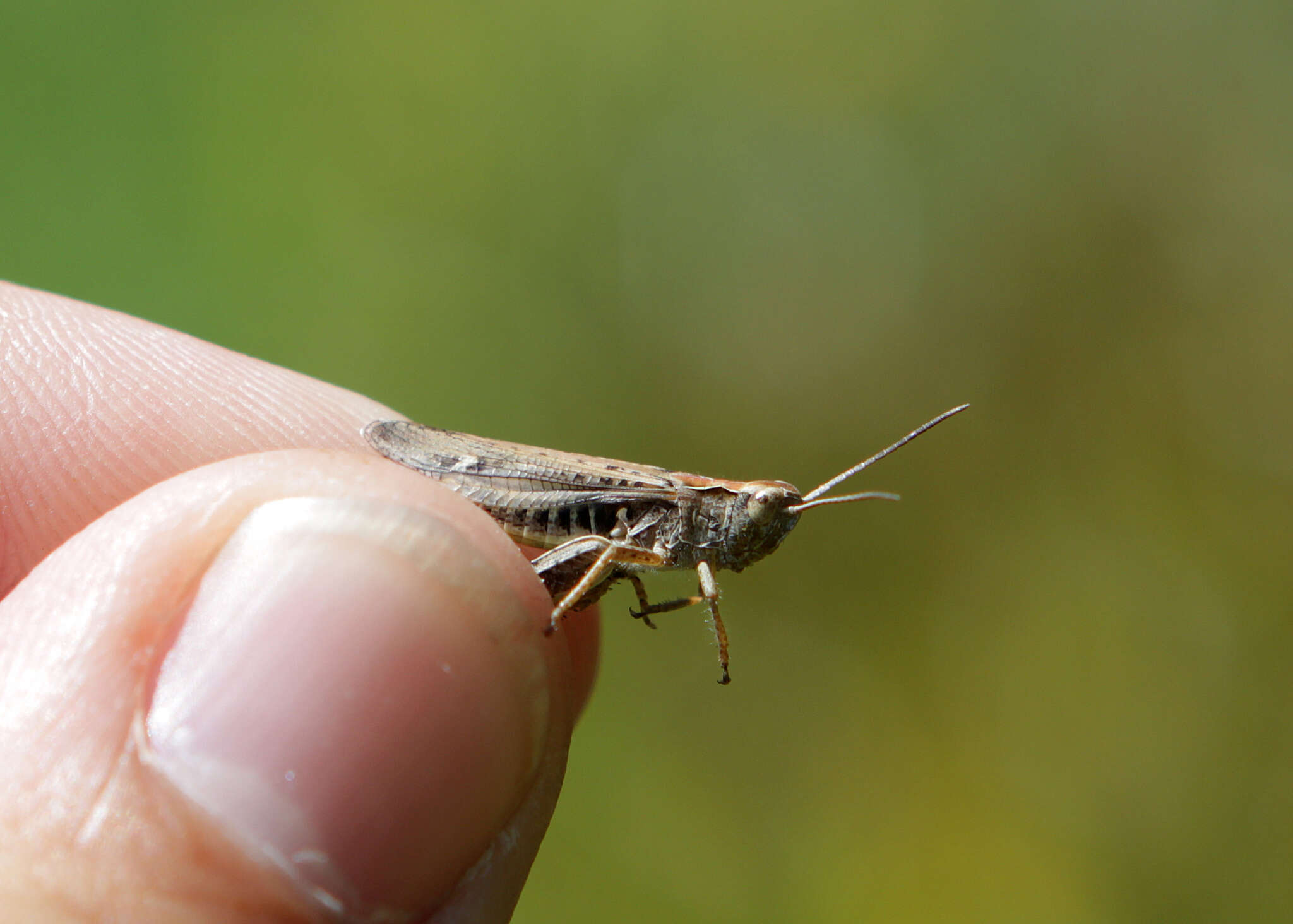 Chorthippus (Glyptobothrus) biguttulus (Linnaeus 1758) resmi