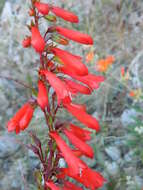 Image of firecracker penstemon
