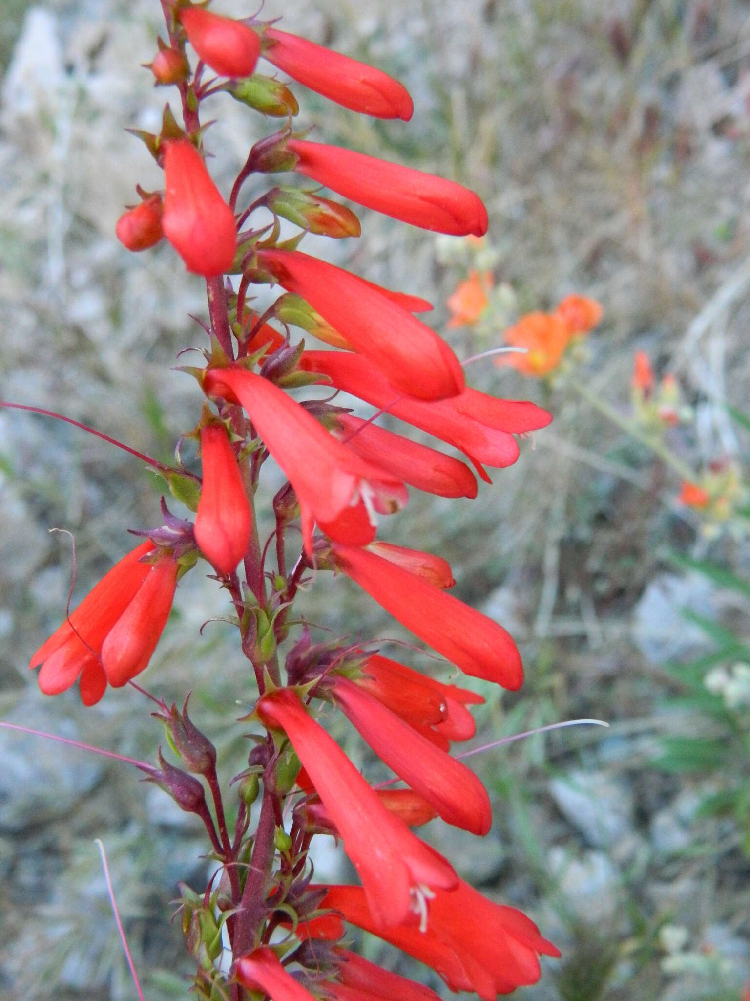 Image of firecracker penstemon