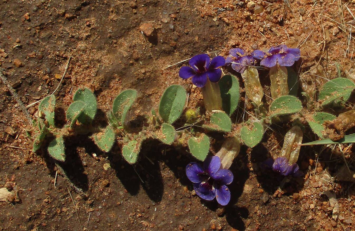 Aptosimum decumbens Schinz resmi