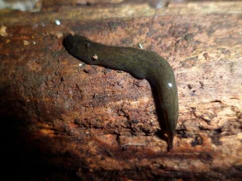 Image of Obama maculipunctata Rossi, Amaral, Ribeiro, Cauduro, Fick, Valiati & L