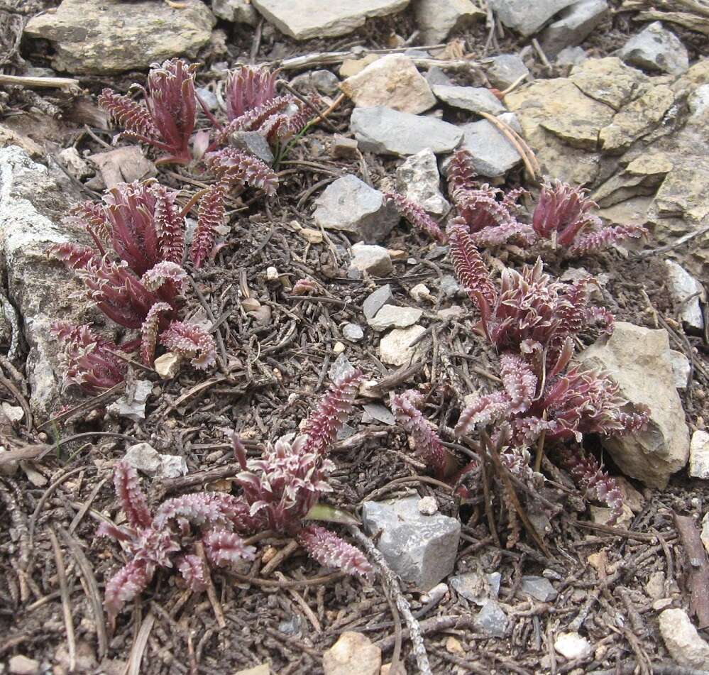 Image of dwarf lousewort