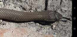 Image of Black-bellied Swamp Snake