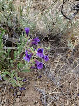 Image of King's beardtongue