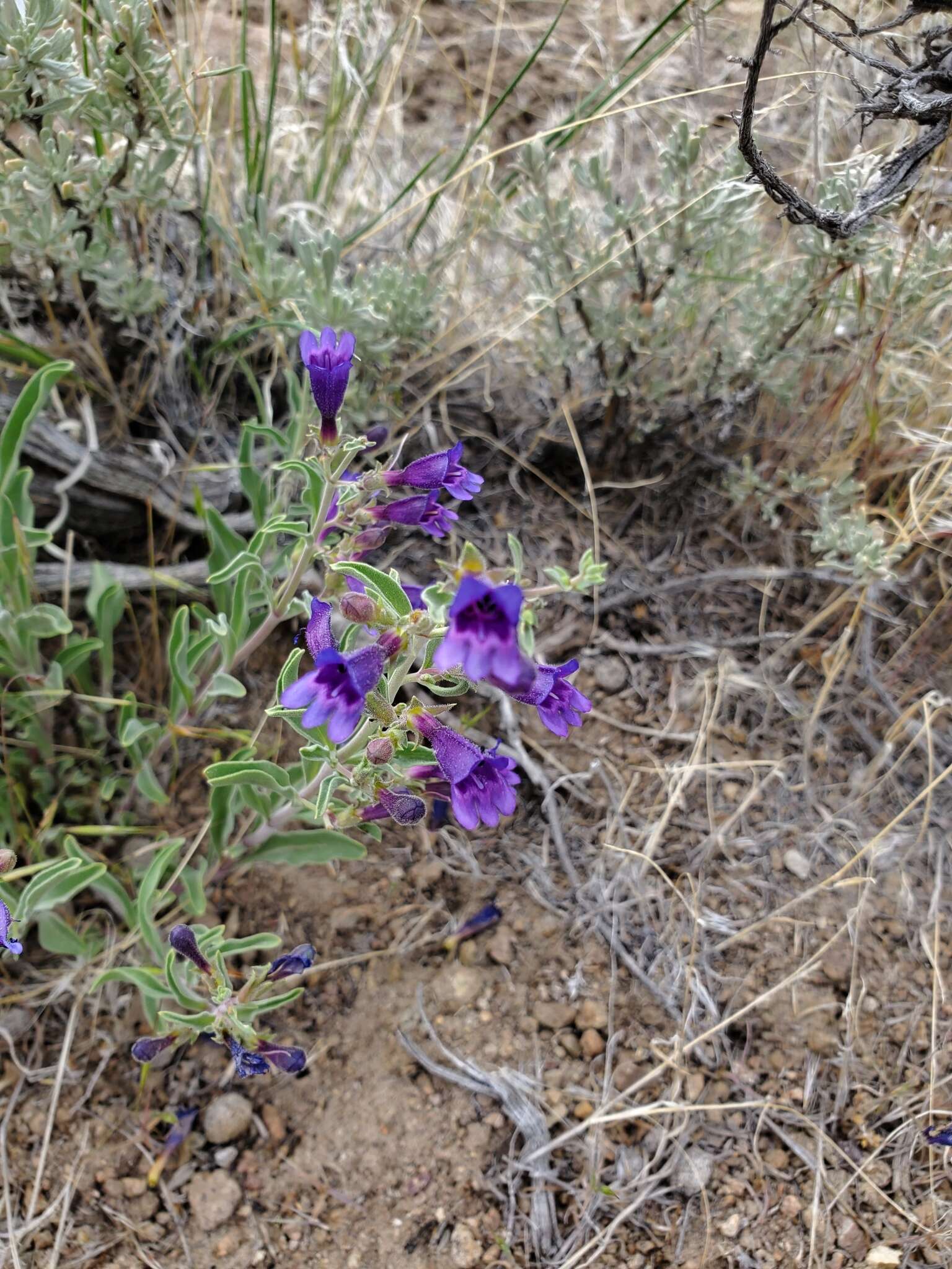 Image of King's beardtongue