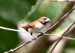 Image of Five-colored Munia