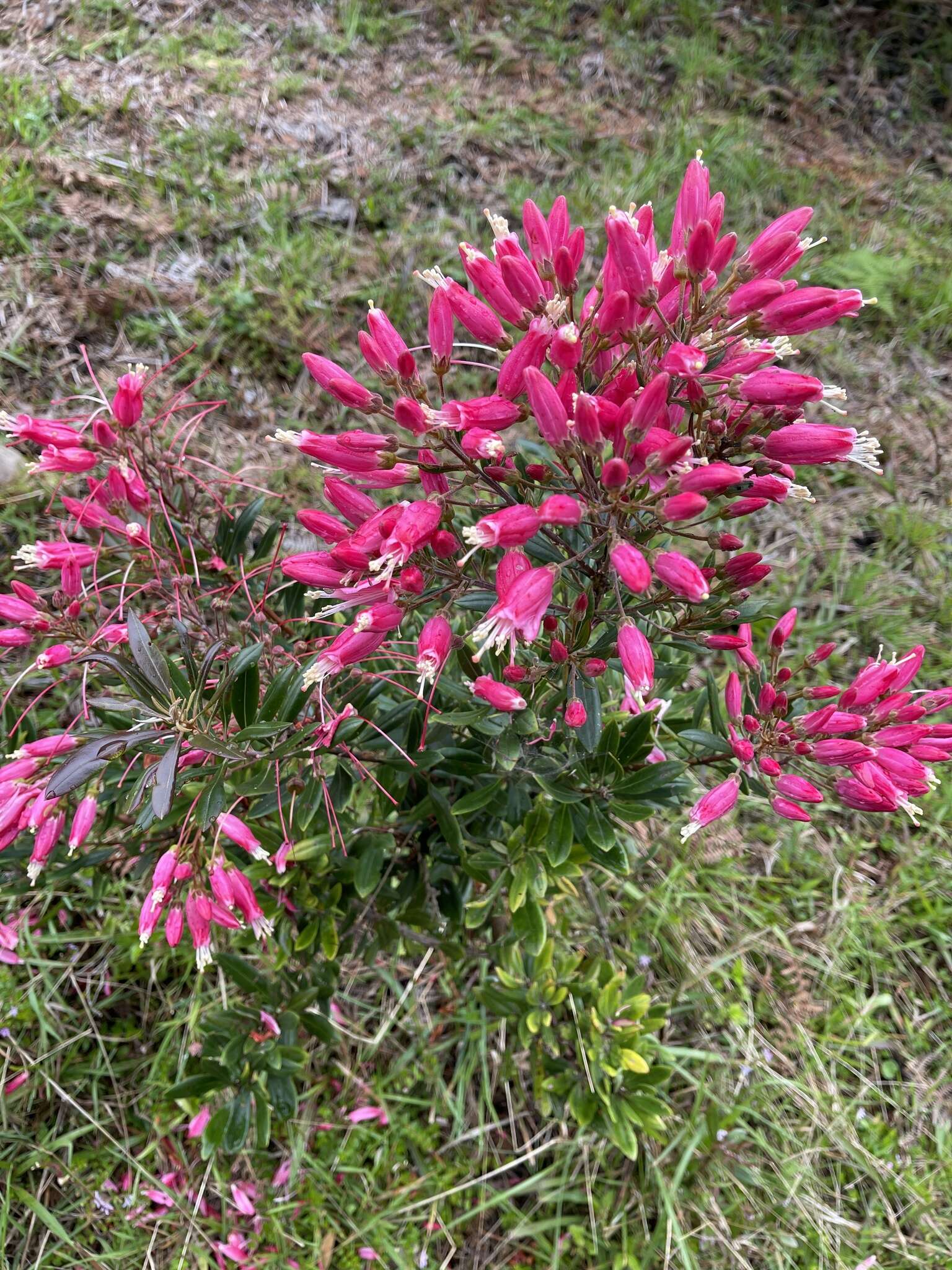 Image of Bejaria mathewsii Field. & Gardn.