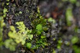Image of small hairy screw-moss