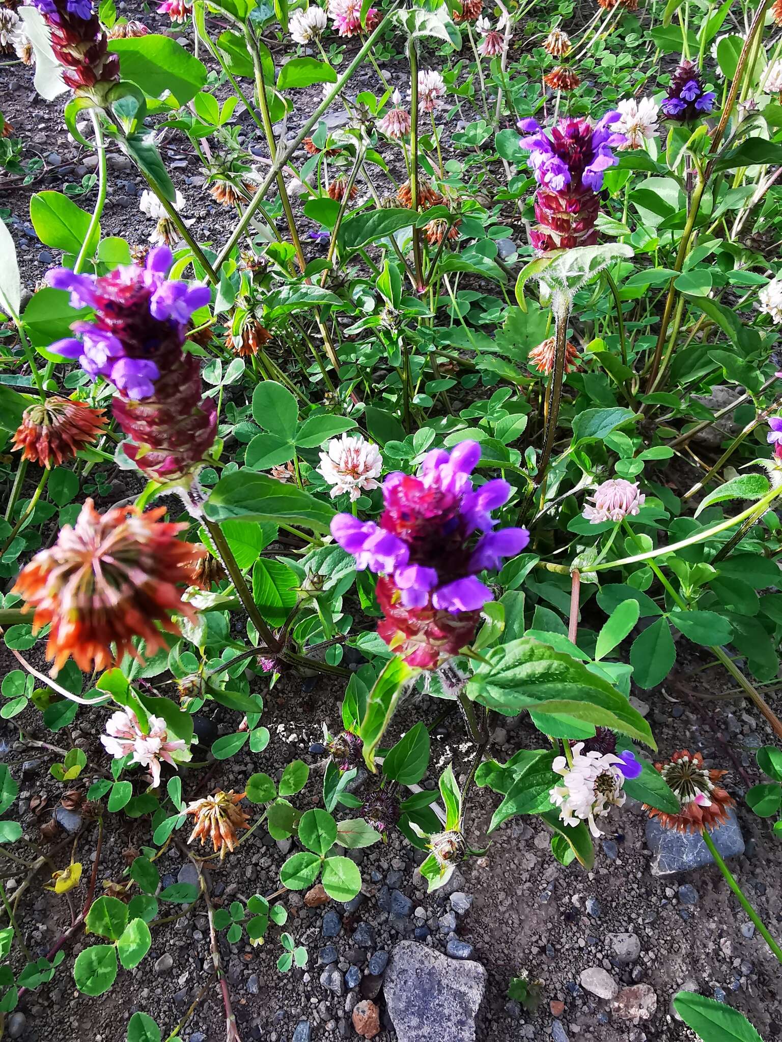 Plancia ëd Prunella vulgaris subsp. asiatica (Nakai) H. Hara