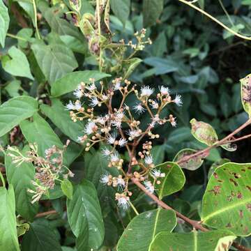 Image of Syzygium caryophyllatum (L.) Alston