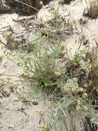 Plancia ëd Cryptantha pterocarya (Torr.) Greene