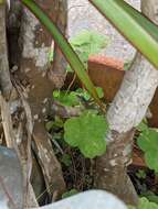 Image of Barbados anole