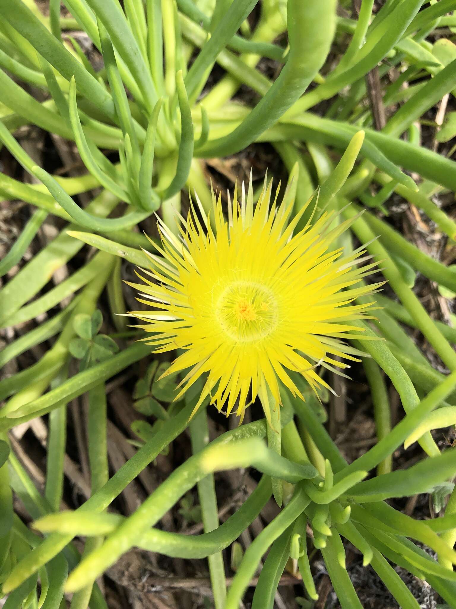 Image of narrow-leaved iceplant